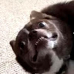 Meet your Posher, Brady